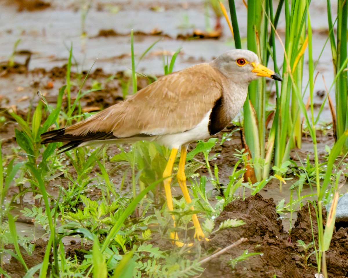 Avefría Ceniza - ML638072873
