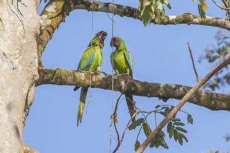 Great Green Macaw - ML638072936