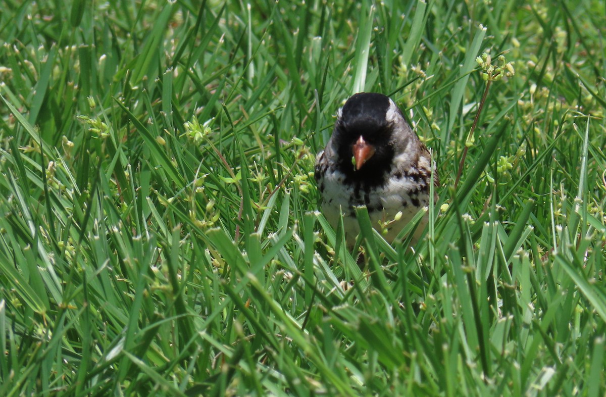 Harris's Sparrow - ML638072960