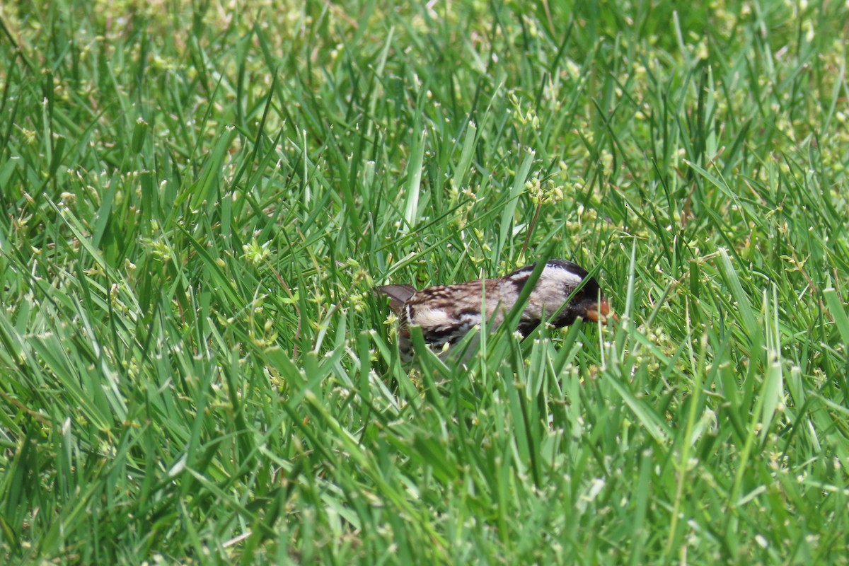 Harris's Sparrow - ML638072961