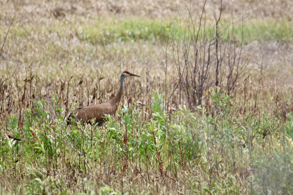 Grue du Canada - ML638072963