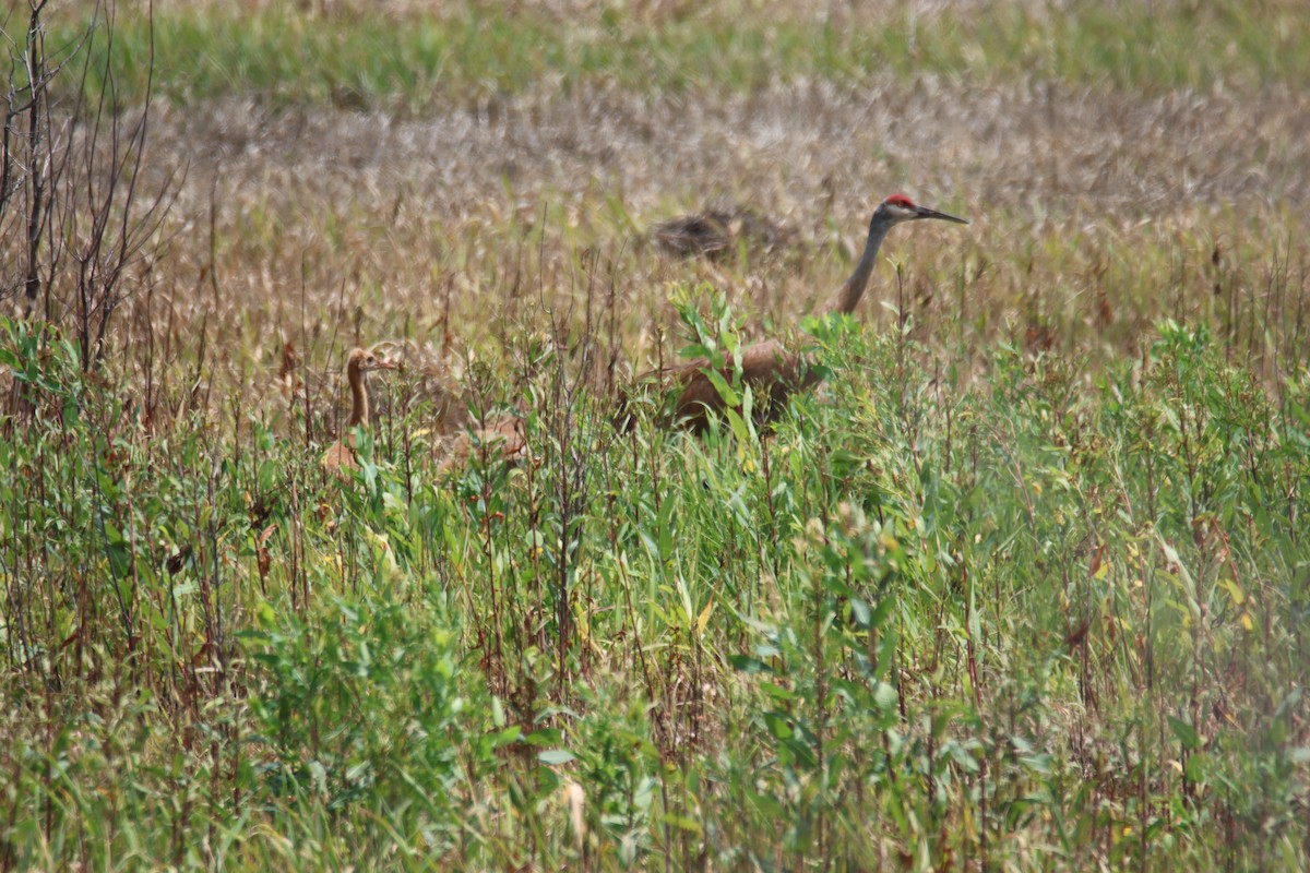 Grue du Canada - ML638072964