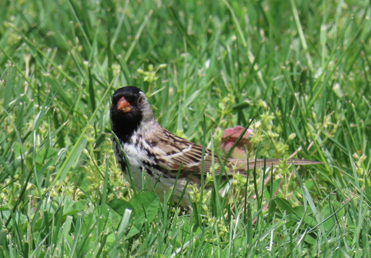 Harris's Sparrow - ML638072965