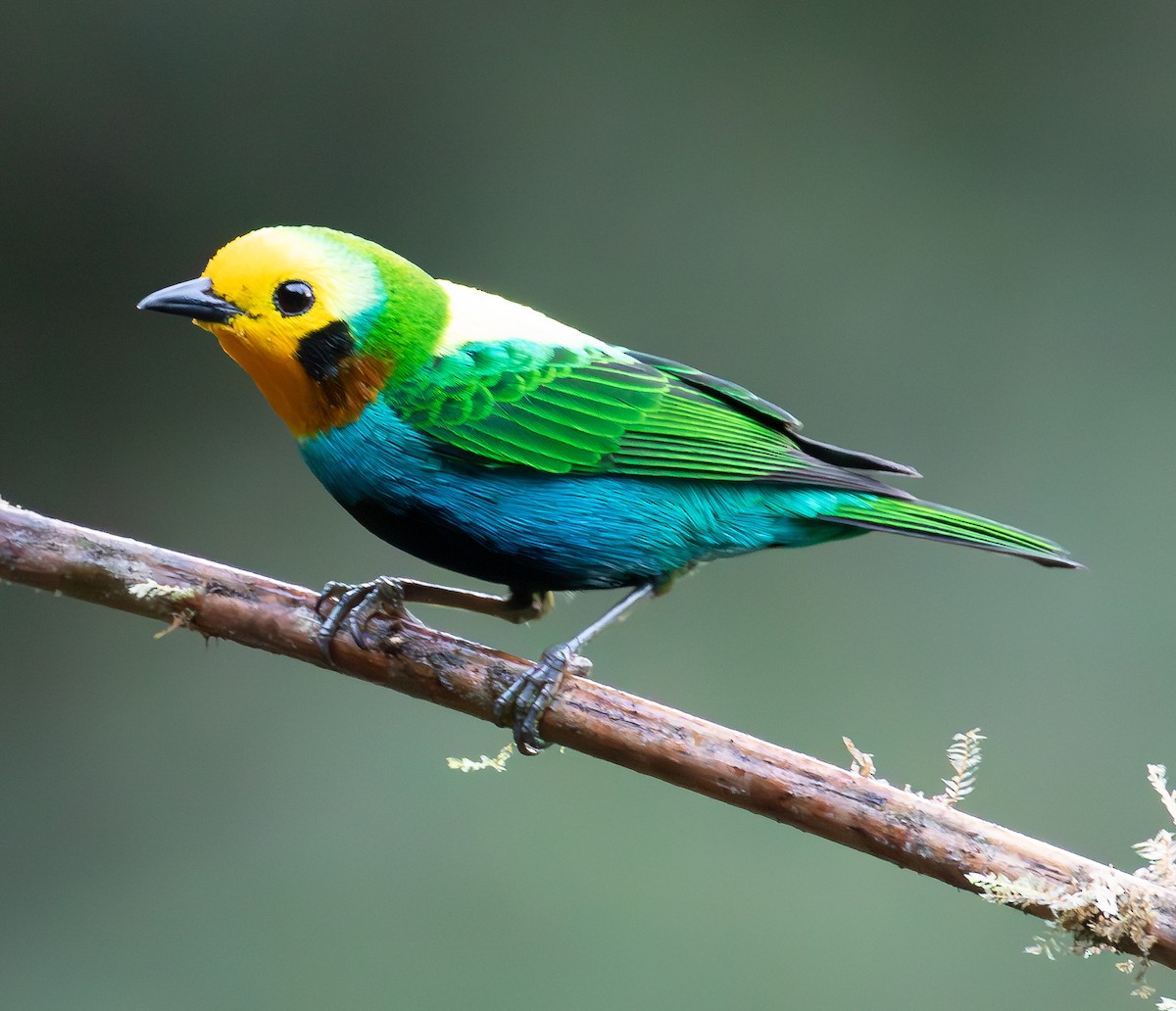 Multicolored Tanager - ML638072971