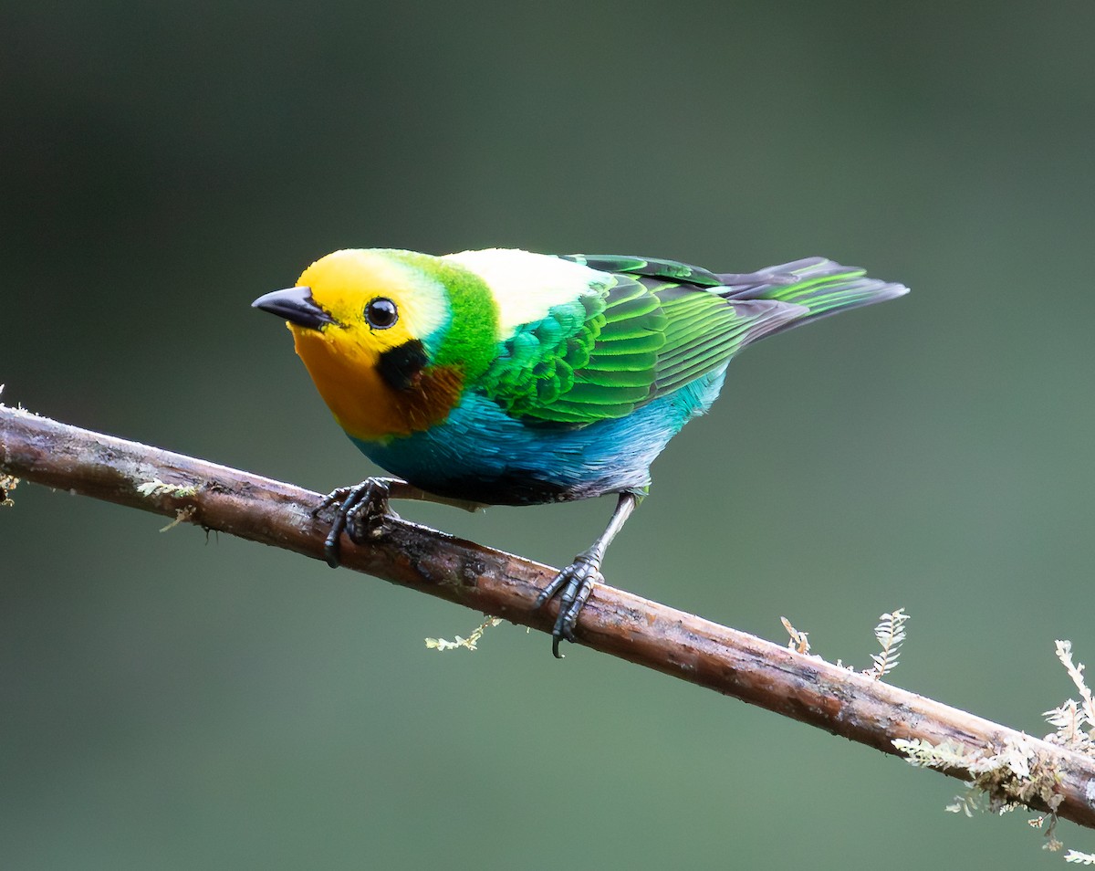 Multicolored Tanager - ML638072973