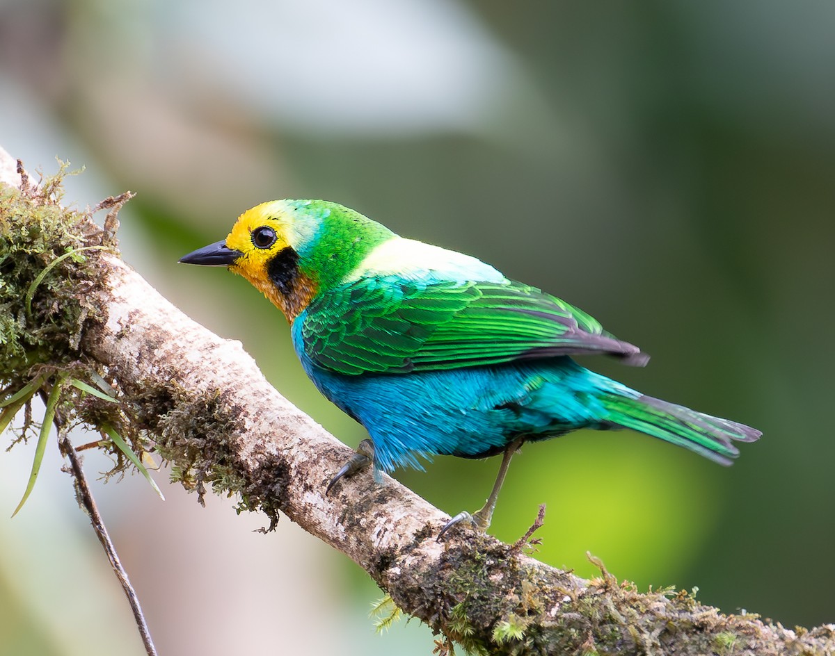 Multicolored Tanager - ML638072975