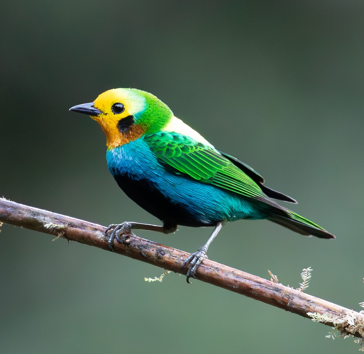 Multicolored Tanager - ML638072977