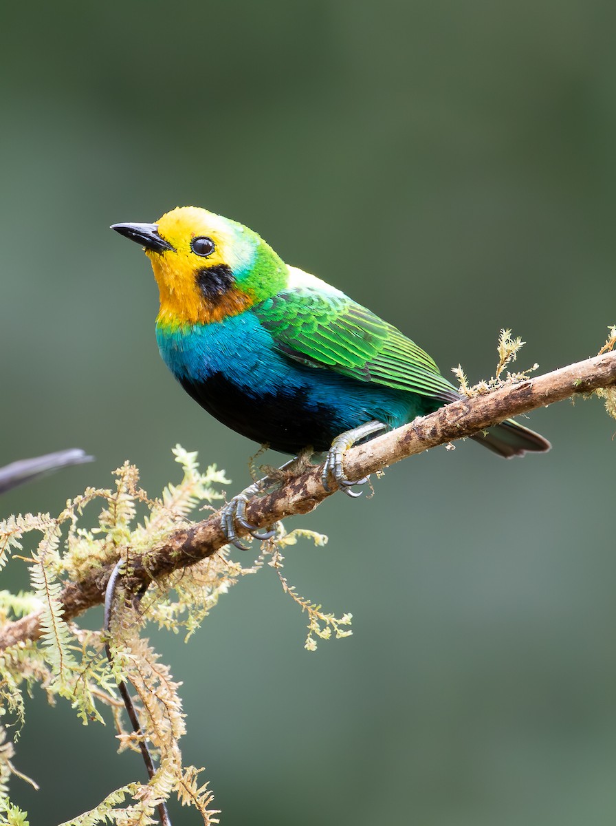 Multicolored Tanager - ML638072978