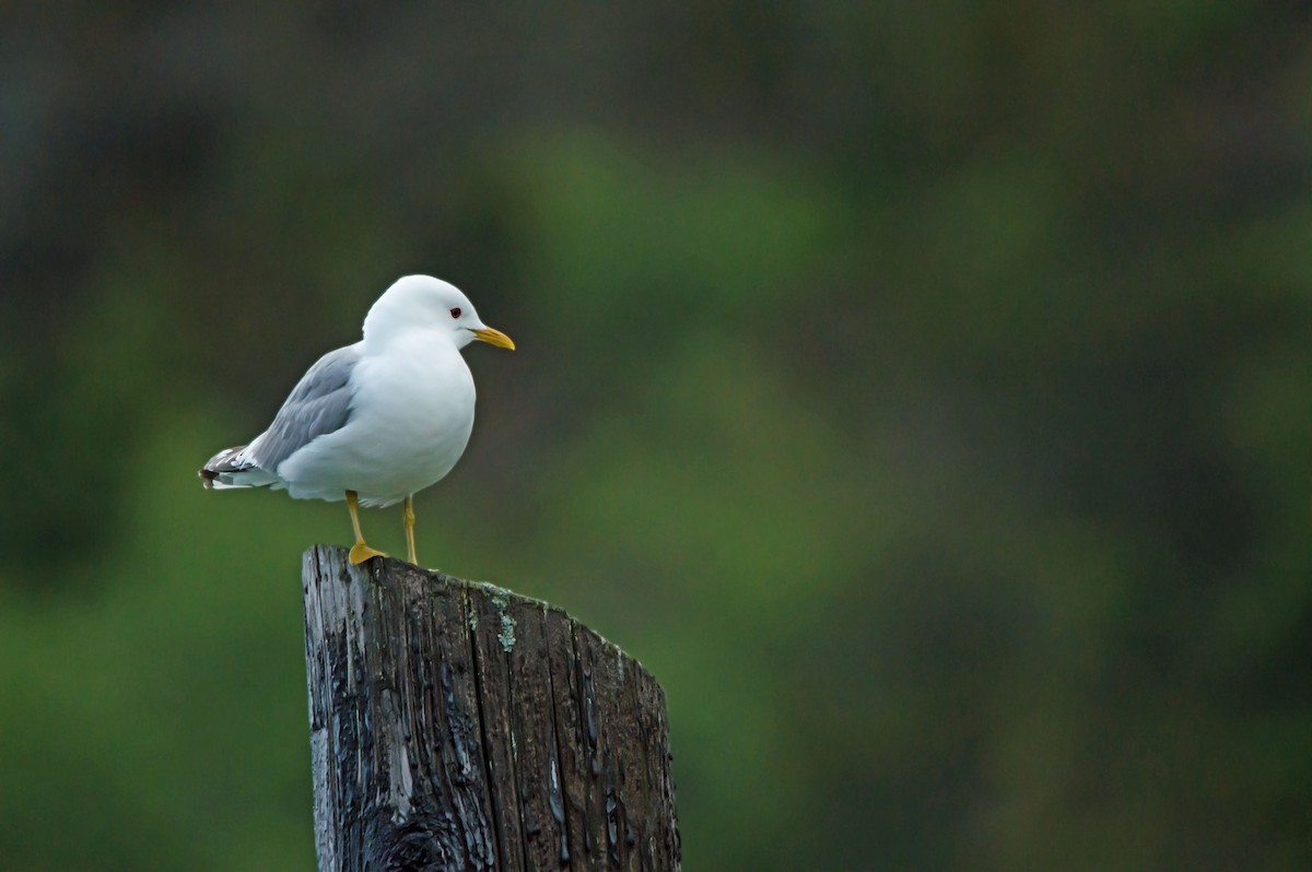 Short-billed Gull - ML638073001