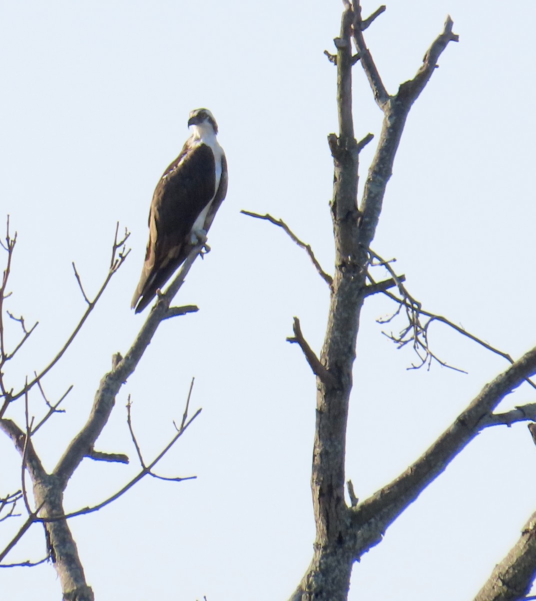 Osprey - ML638073028