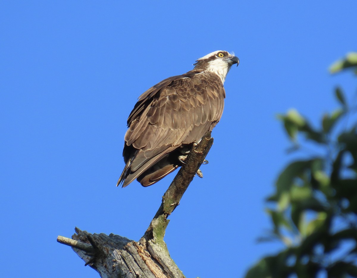 Osprey - ML638073029