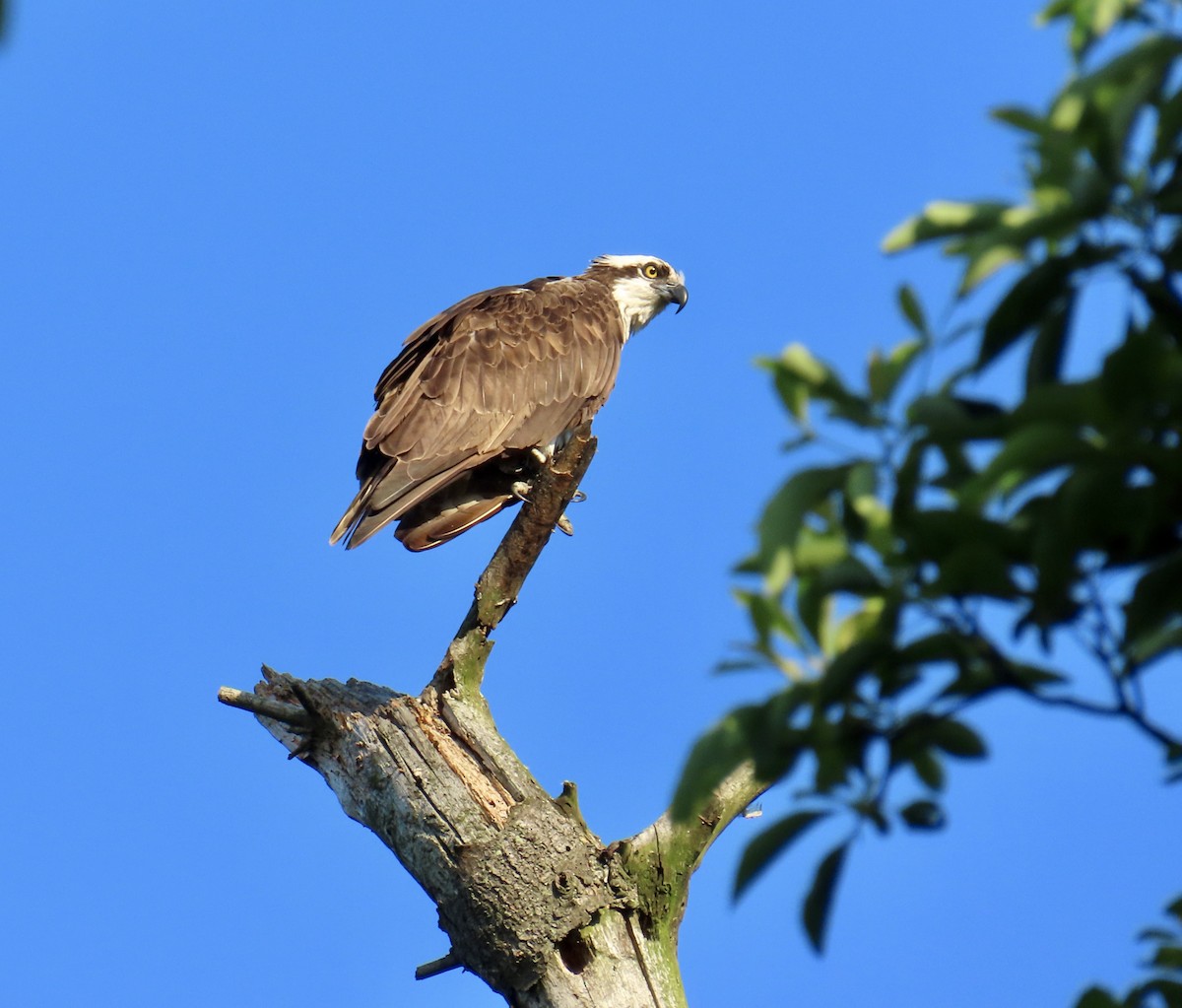 Osprey - ML638073030
