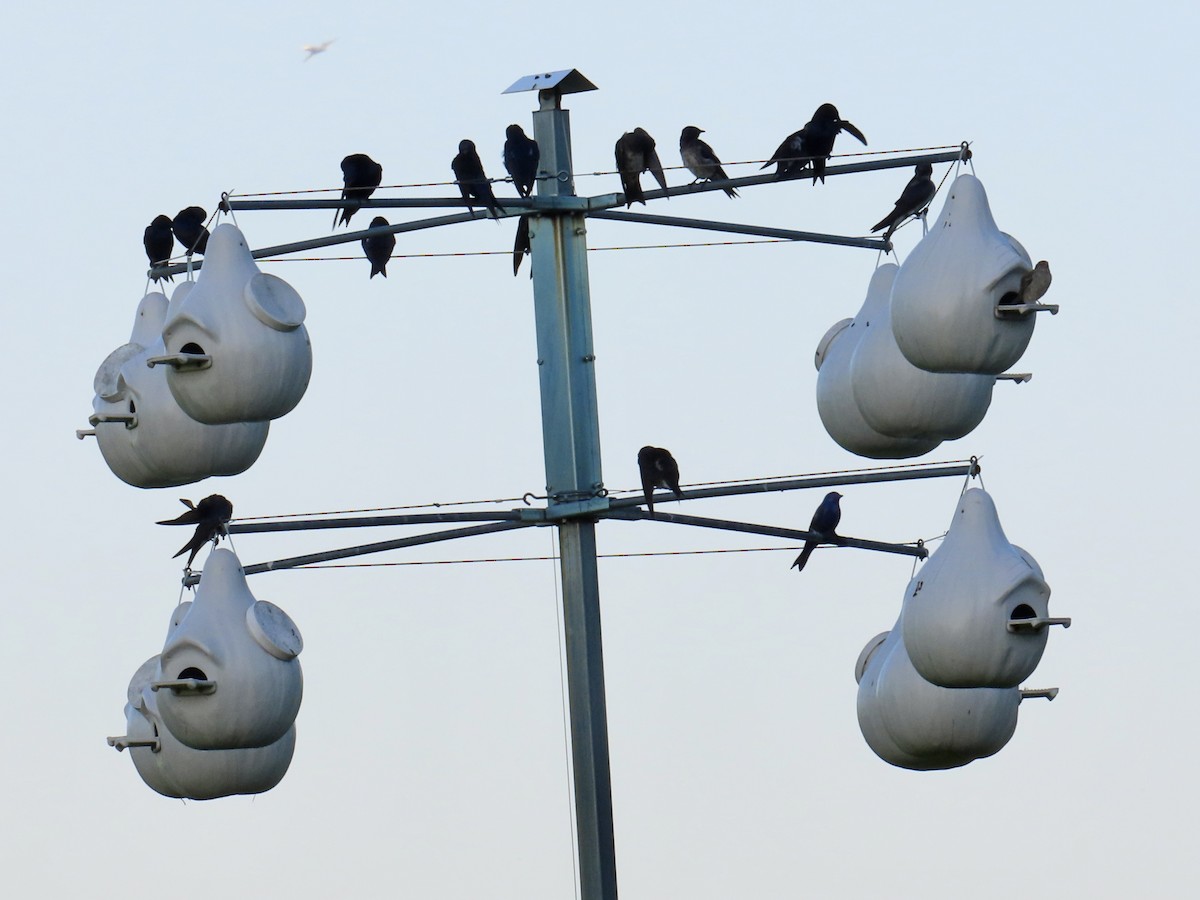 Purple Martin - ML638073037