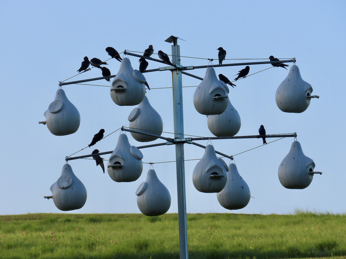 Purple Martin - ML638073038