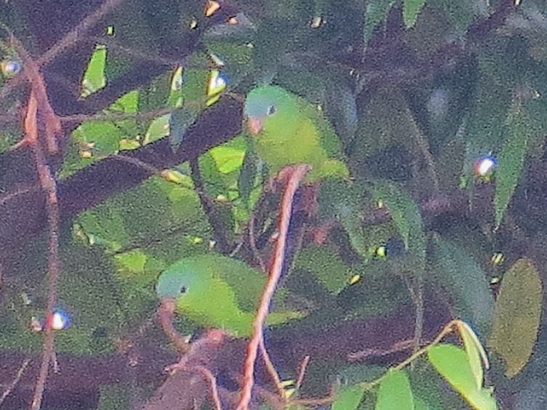 Amazonian Parrotlet - ML638073072