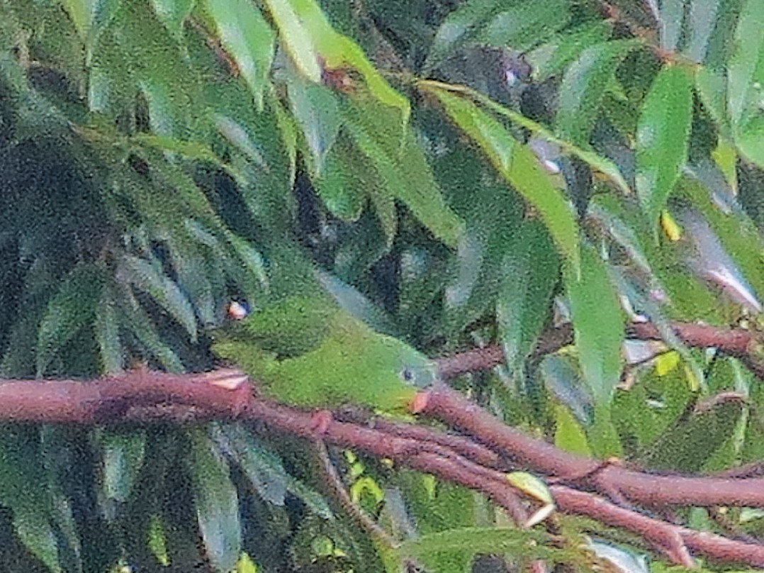 Amazonian Parrotlet - ML638073077