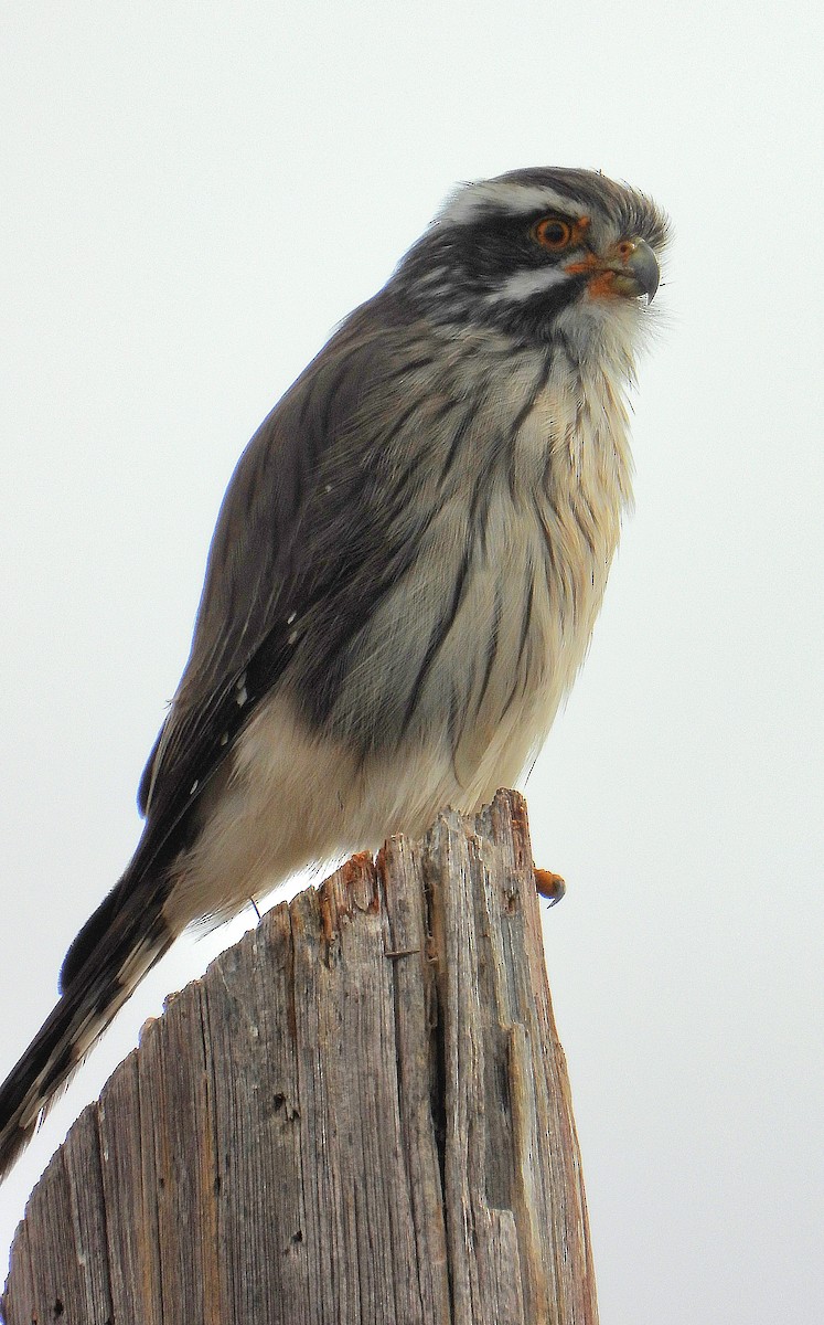 Spot-winged Falconet - ML638073166