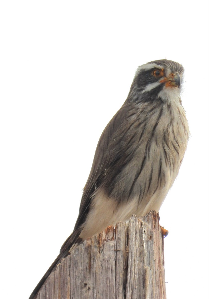 Spot-winged Falconet - ML638073167