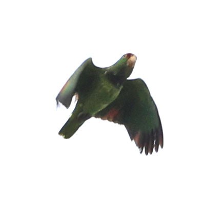 Lilac-crowned Amazon - ML638073321