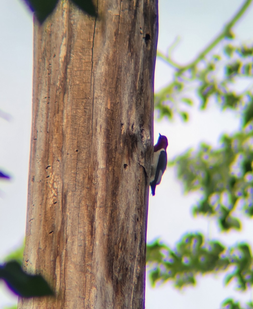 Red-headed Woodpecker - ML638073337
