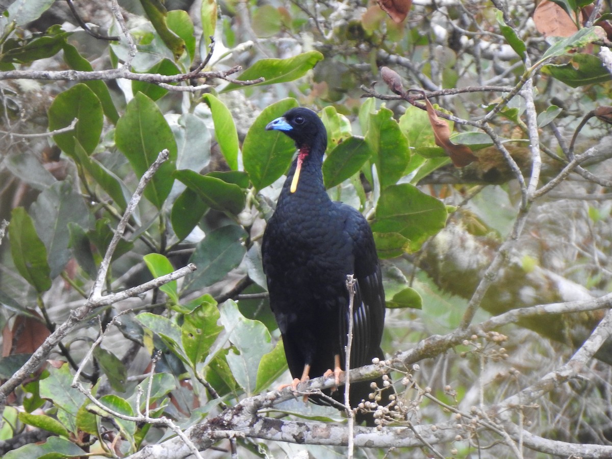 Küpeli Guan - ML638073356