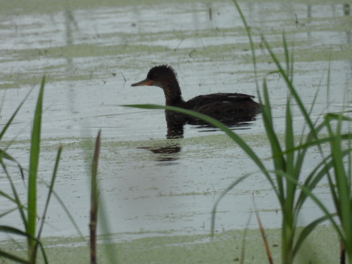 Hooded Merganser - ML638073427