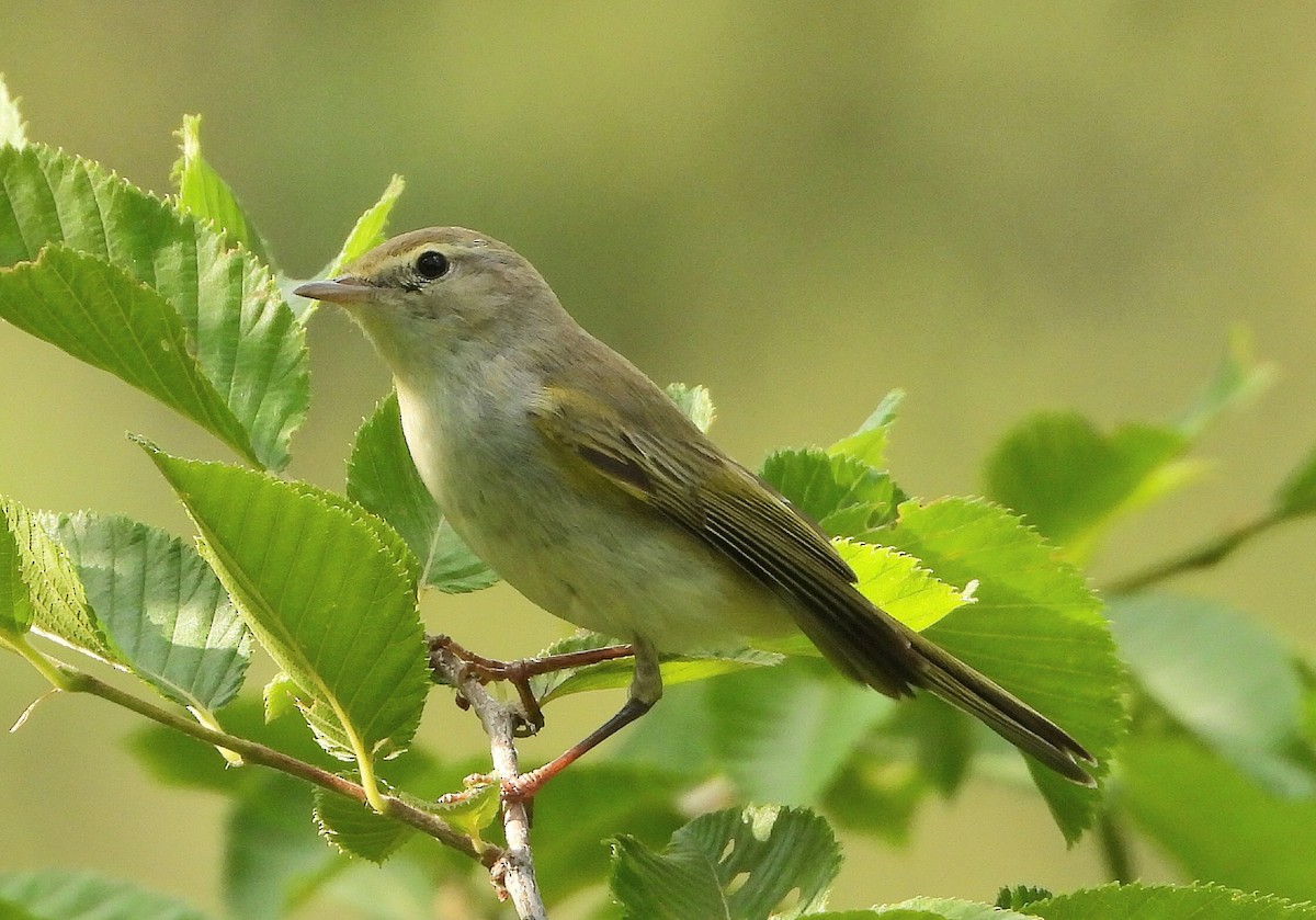 Western Bonelli's Warbler - ML638073431