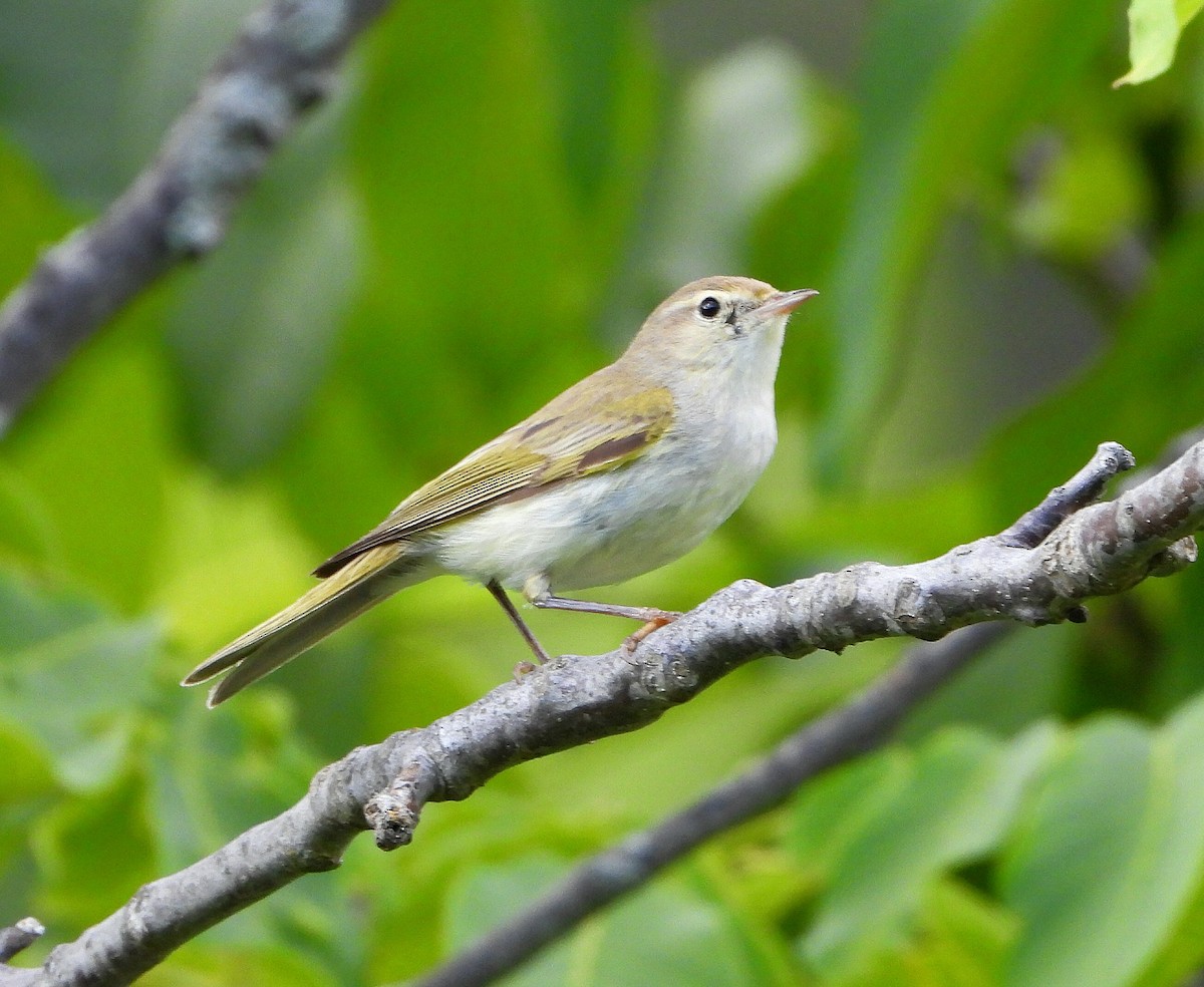 Western Bonelli's Warbler - ML638073445