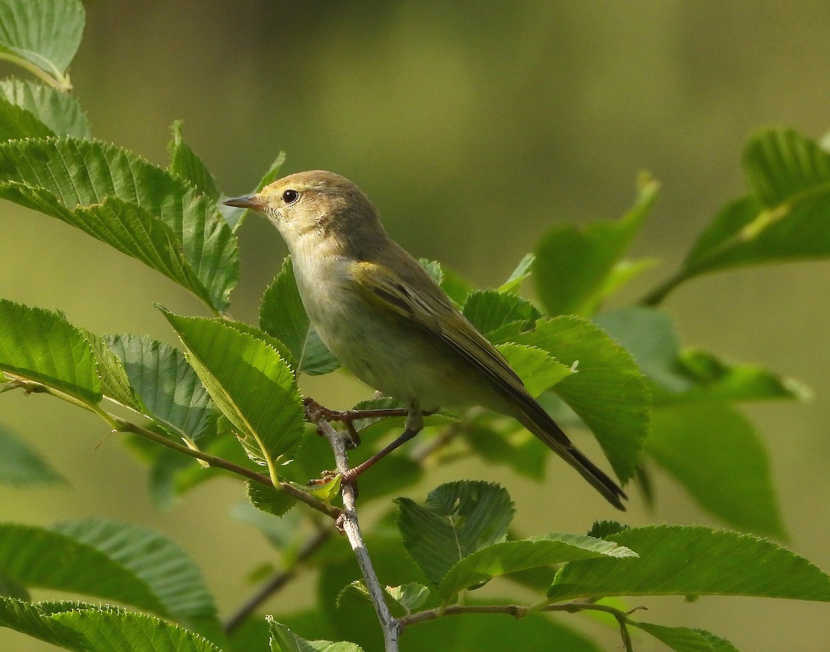 Western Bonelli's Warbler - ML638073446