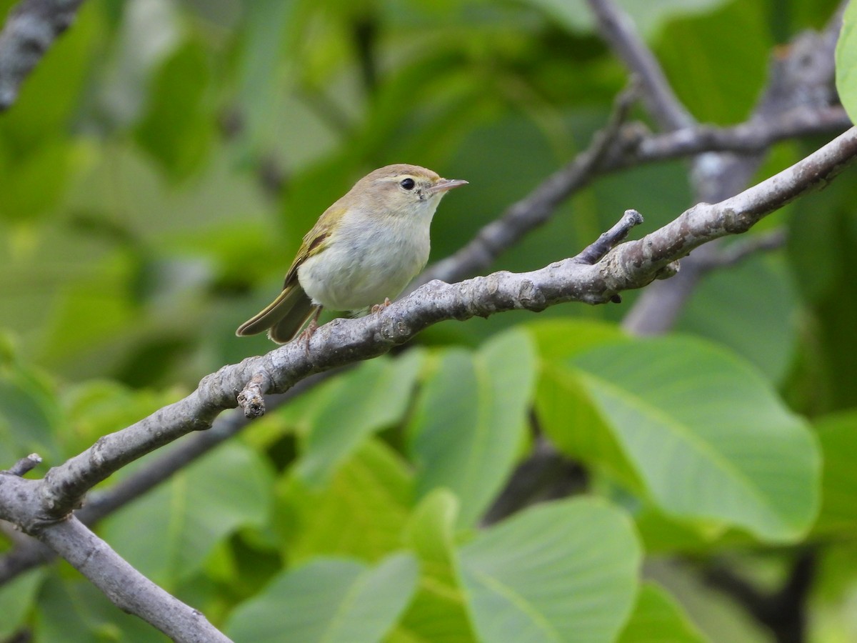 Western Bonelli's Warbler - ML638073447