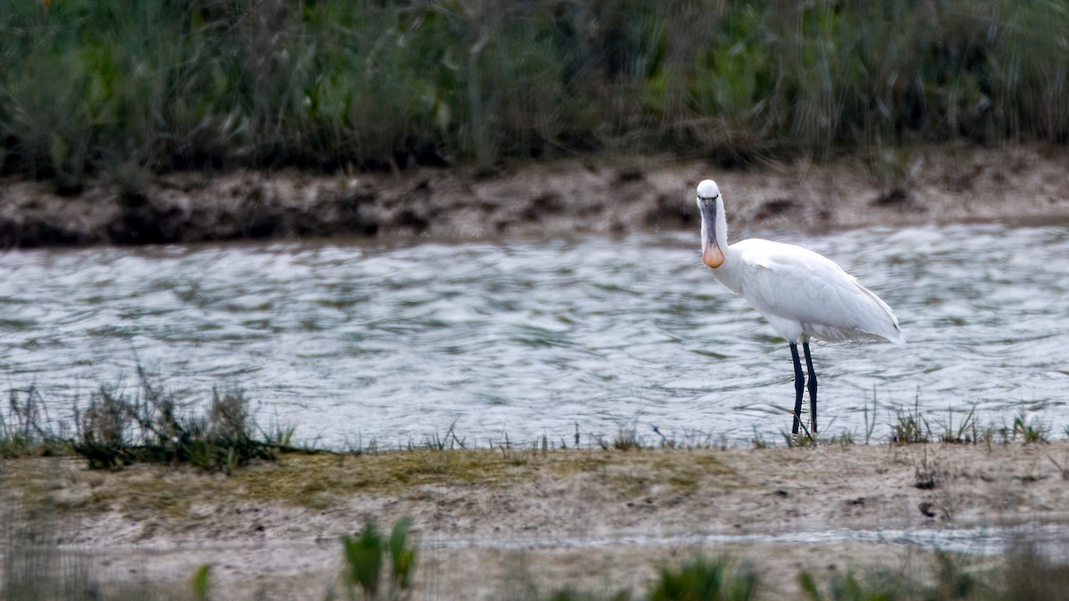 Eurasian Spoonbill - ML638073451