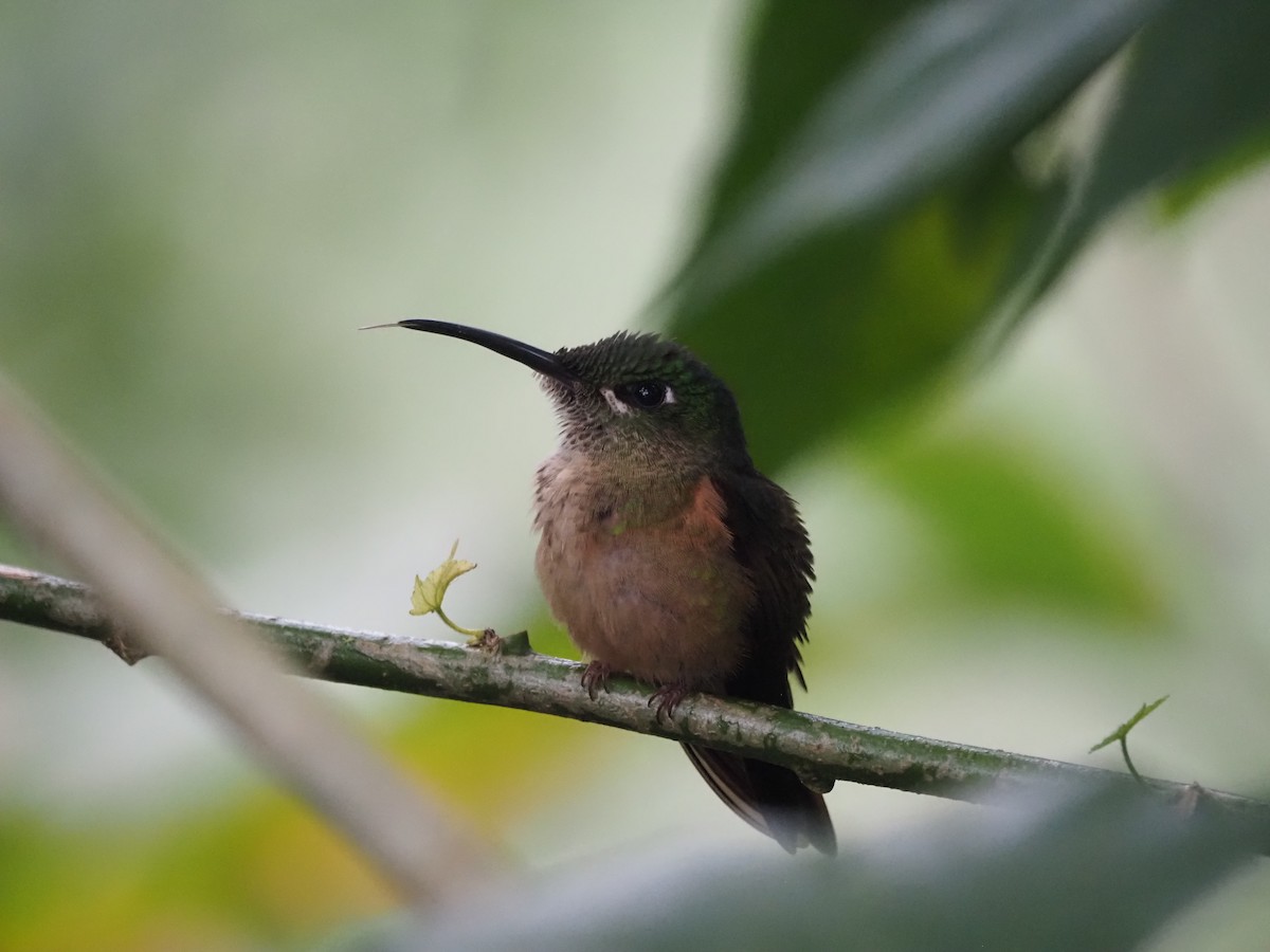 Fawn-breasted Brilliant - ML638073483