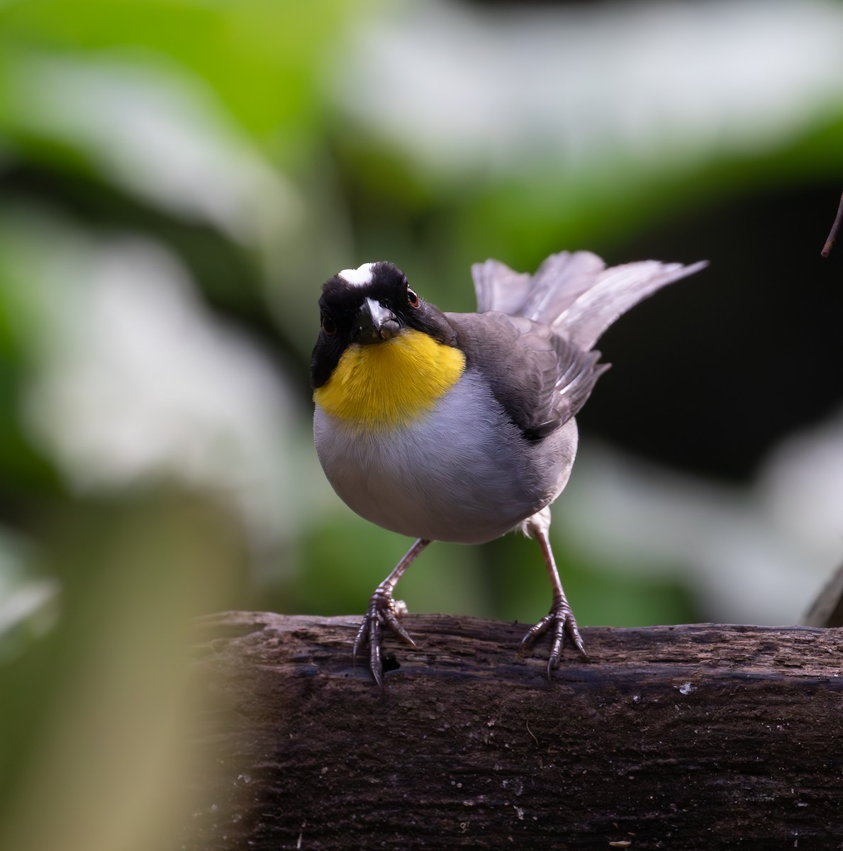 White-naped Brushfinch - ML638073484