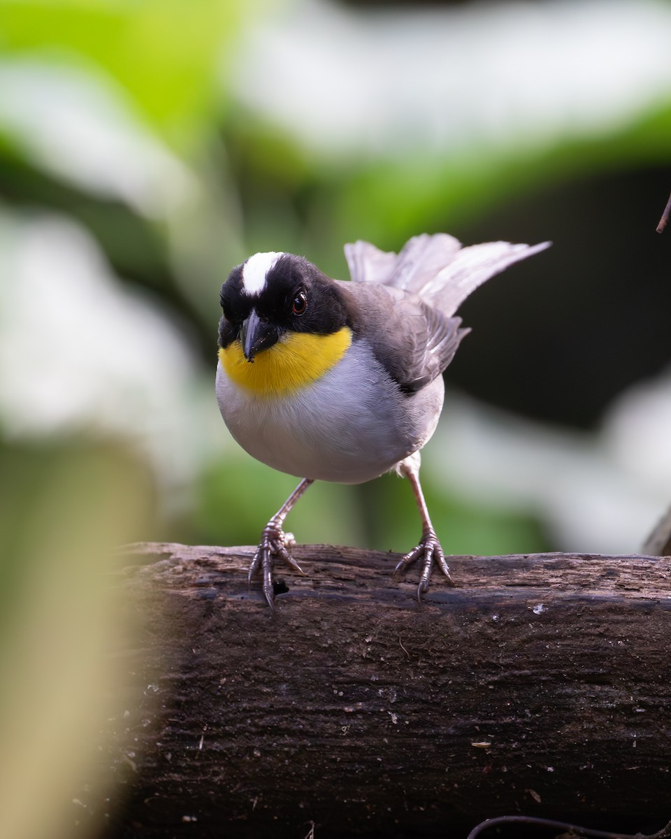 White-naped Brushfinch - ML638073485