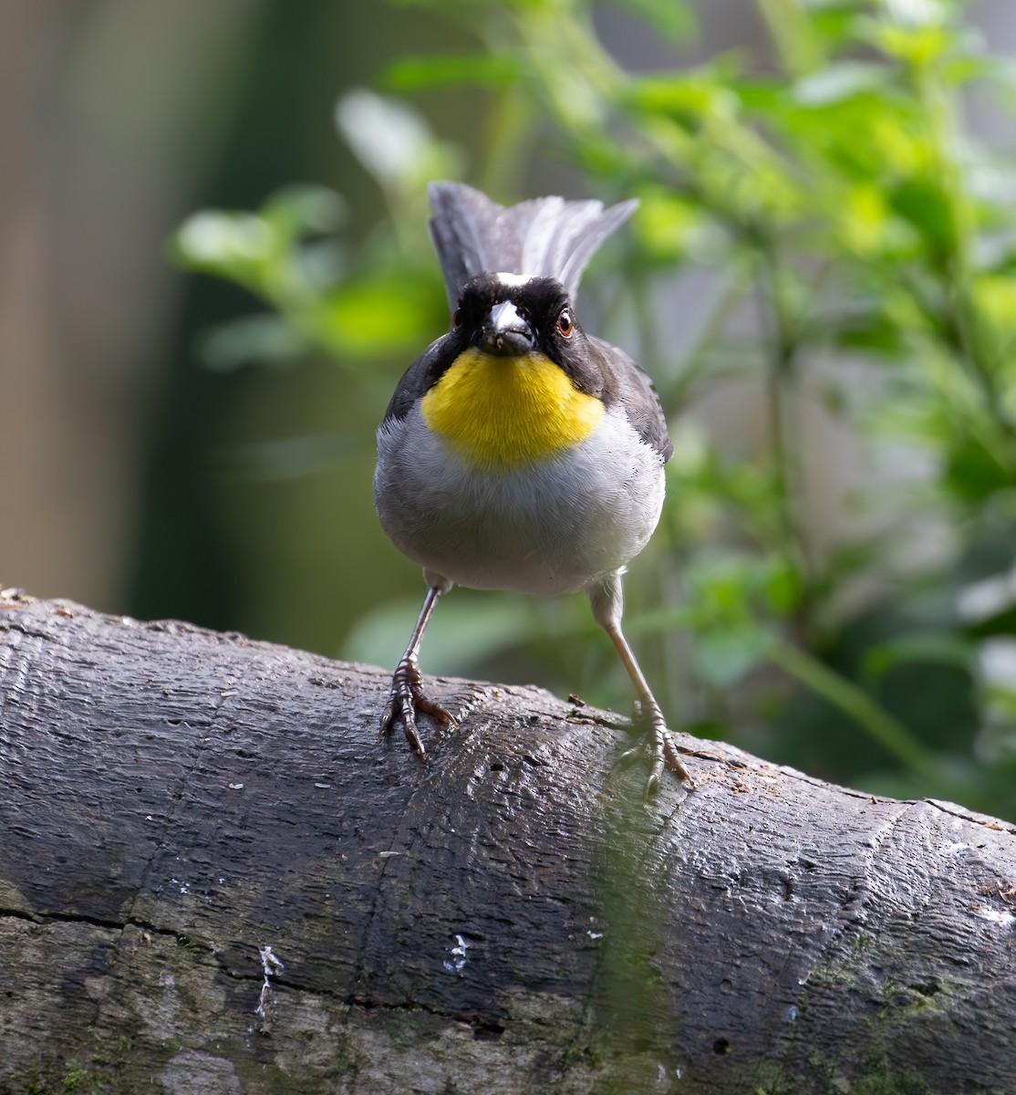 White-naped Brushfinch - ML638073486