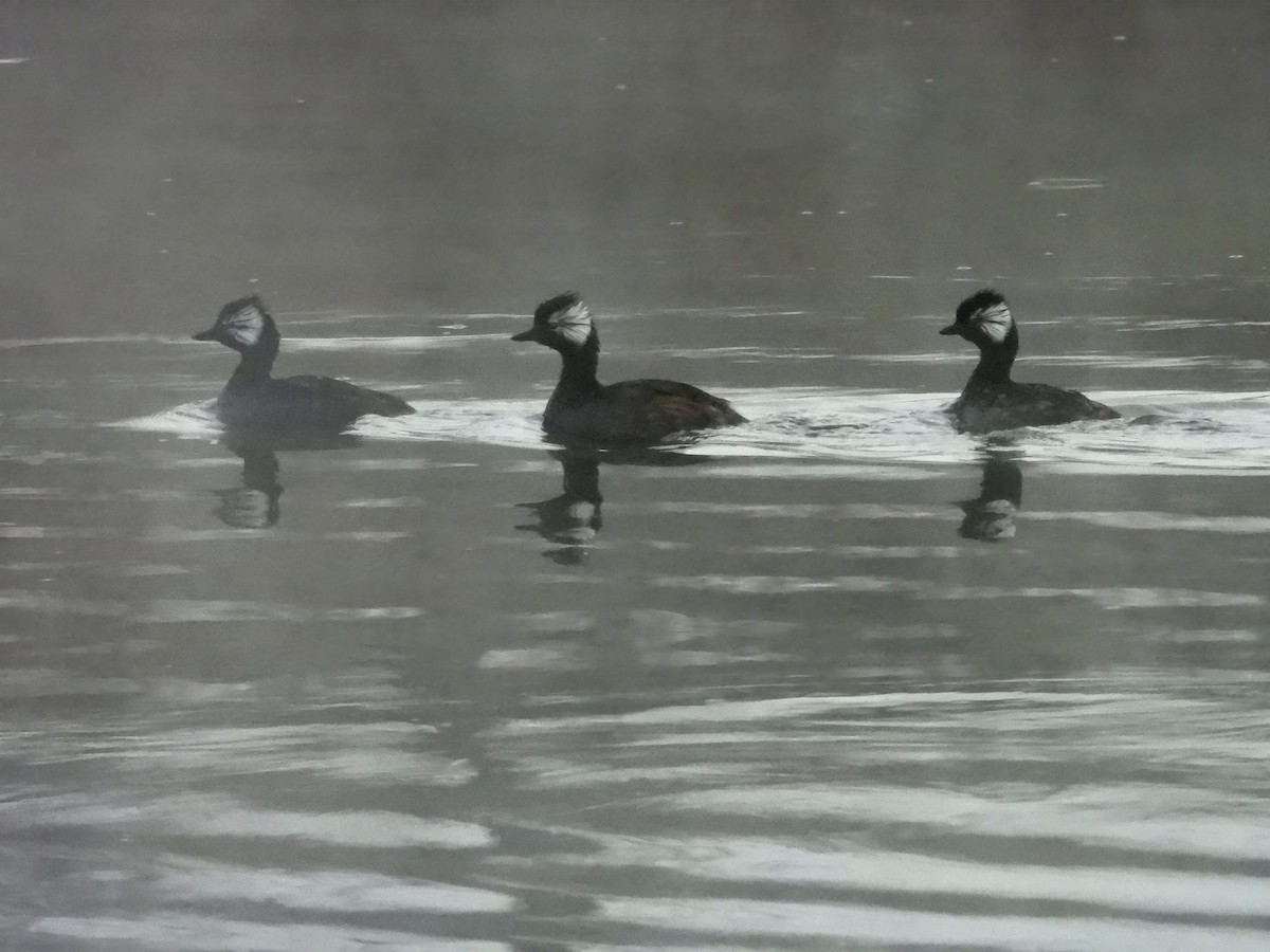 White-tufted Grebe - ML638073505