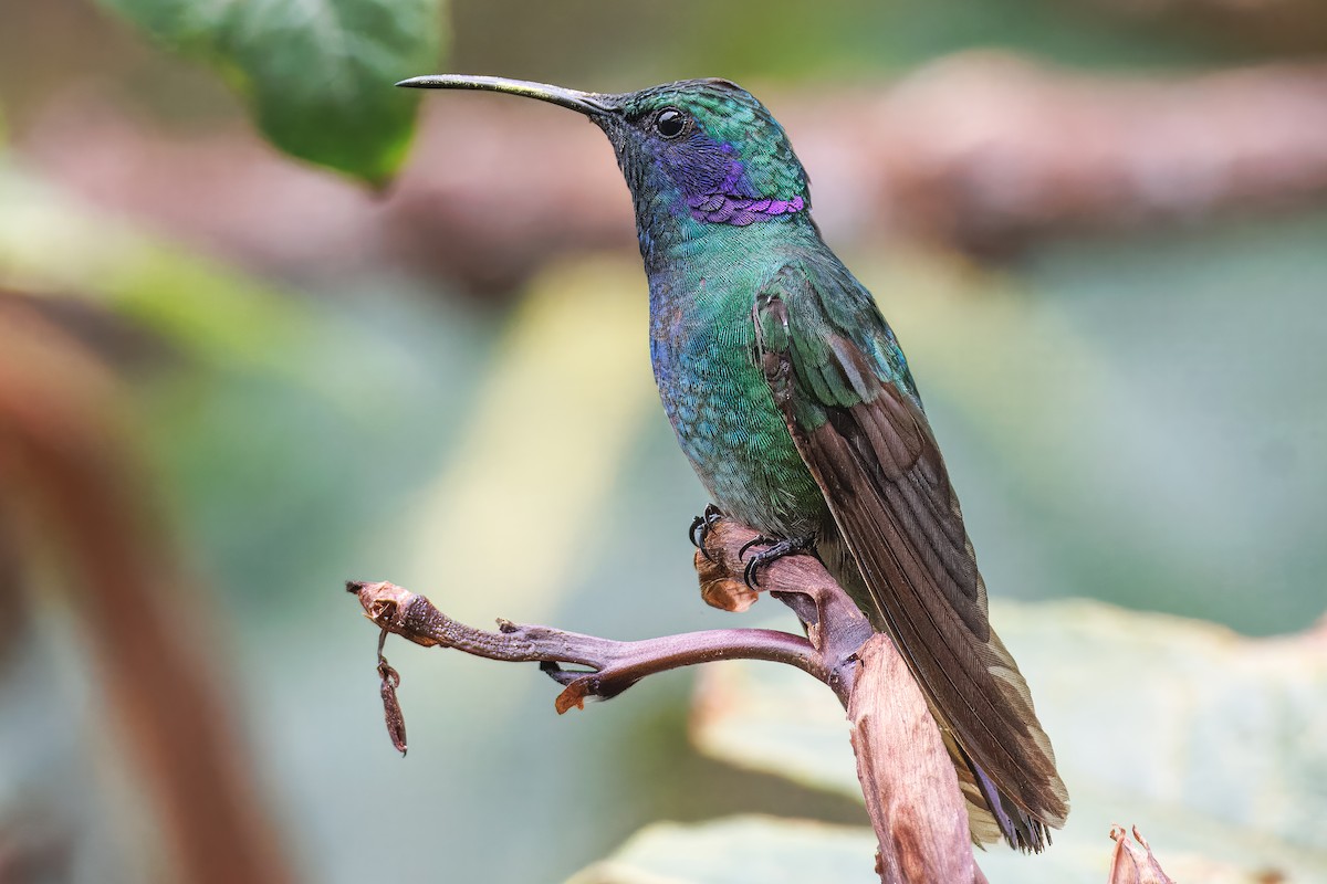 Lesser Violetear - ML638073564