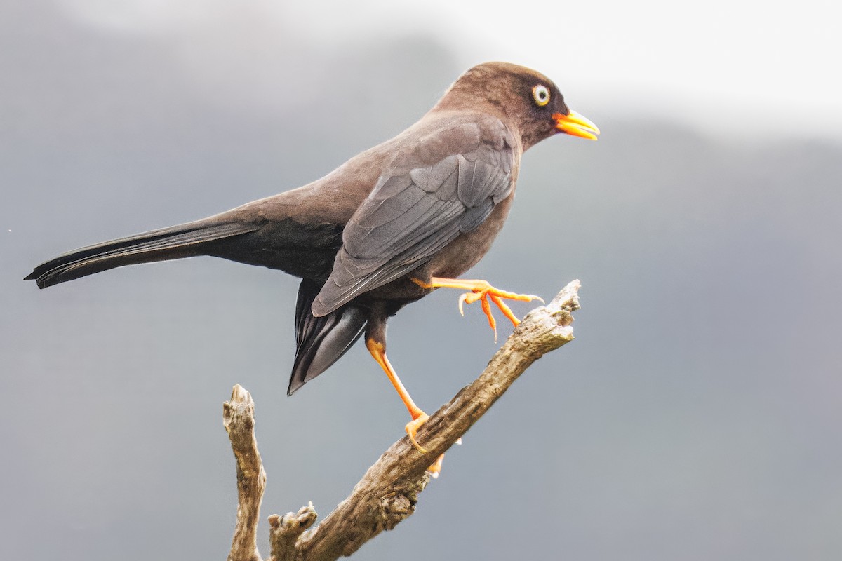 Sooty Thrush - ML638073598