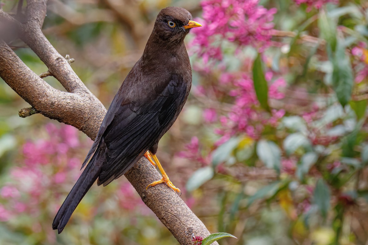 Sooty Thrush - ML638073599