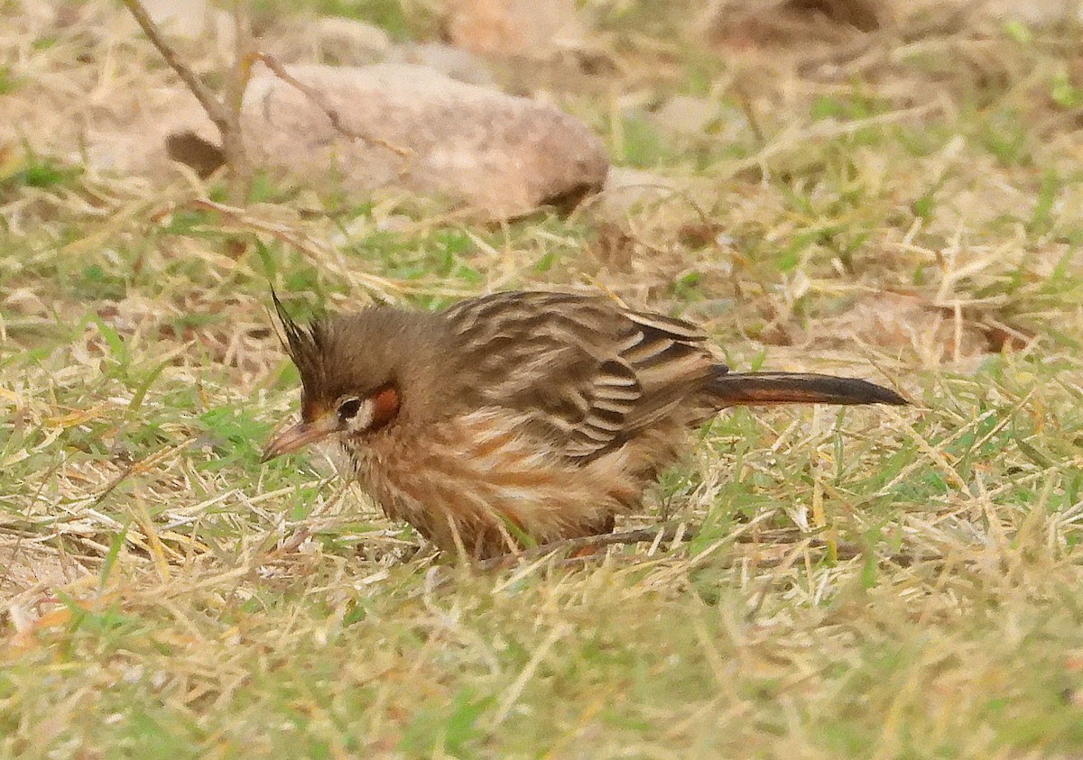 Chacobuschläufer - ML638073694