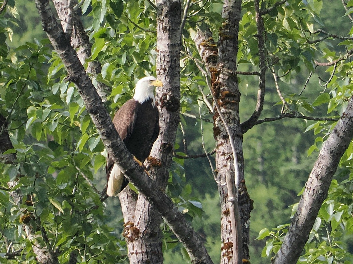 Bald Eagle - ML638073709