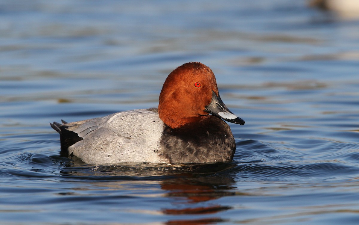 Common Pochard - ML63807371