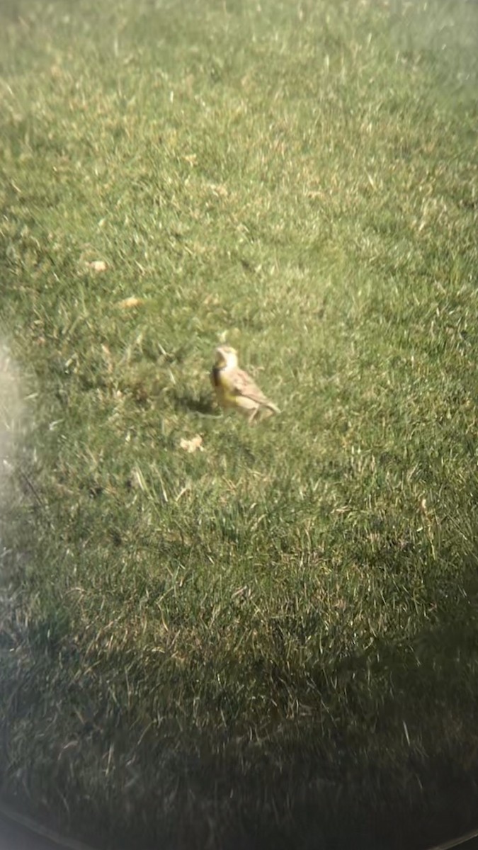 Eastern Meadowlark - ML638073712