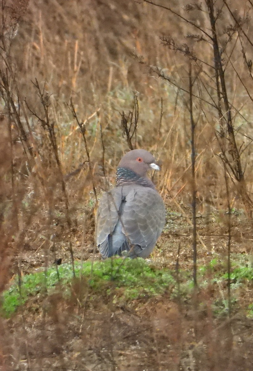 Picazuro Pigeon - ML638073735