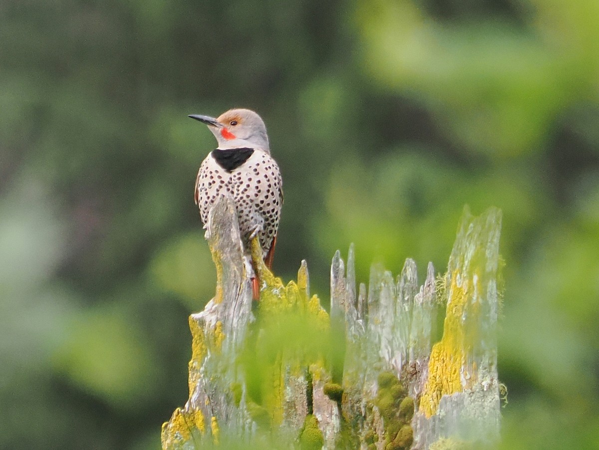 Northern Flicker (Red-shafted) - ML638073740