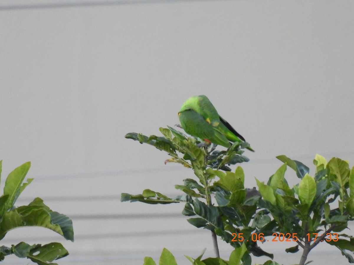 Turquoise-fronted Amazon - ML638073743