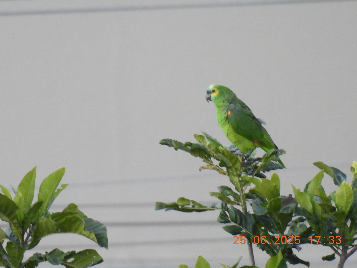 Turquoise-fronted Amazon - ML638073748