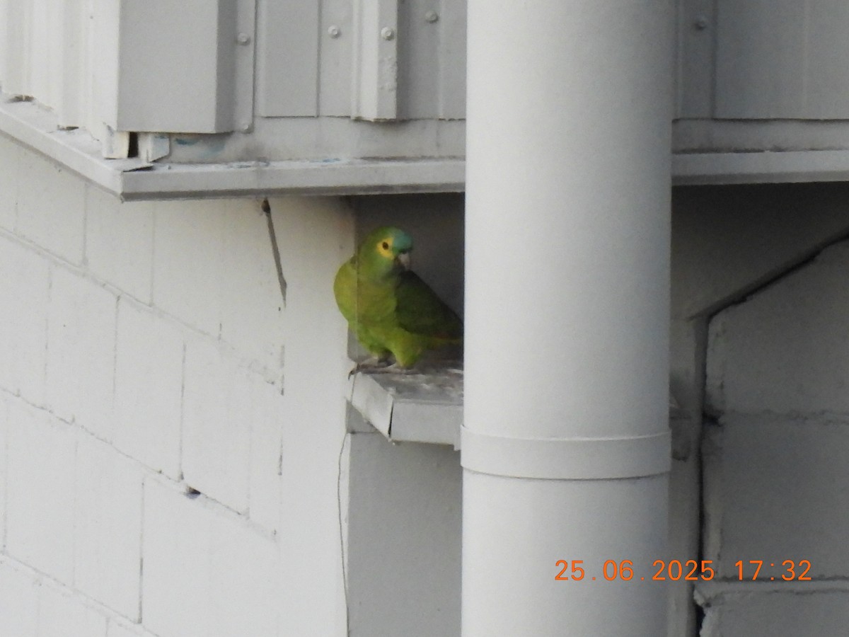 Turquoise-fronted Amazon - ML638073761