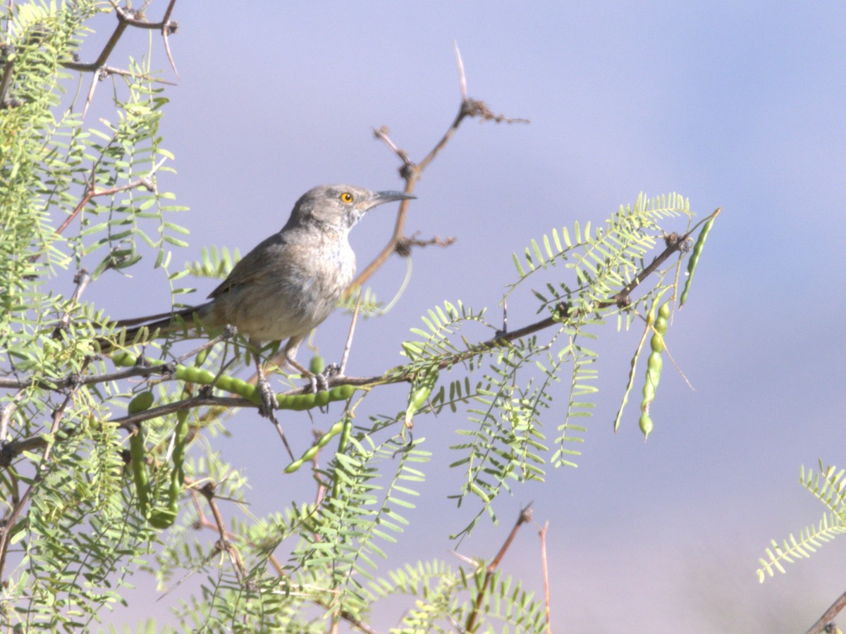 Bendire's Thrasher - ML638073768