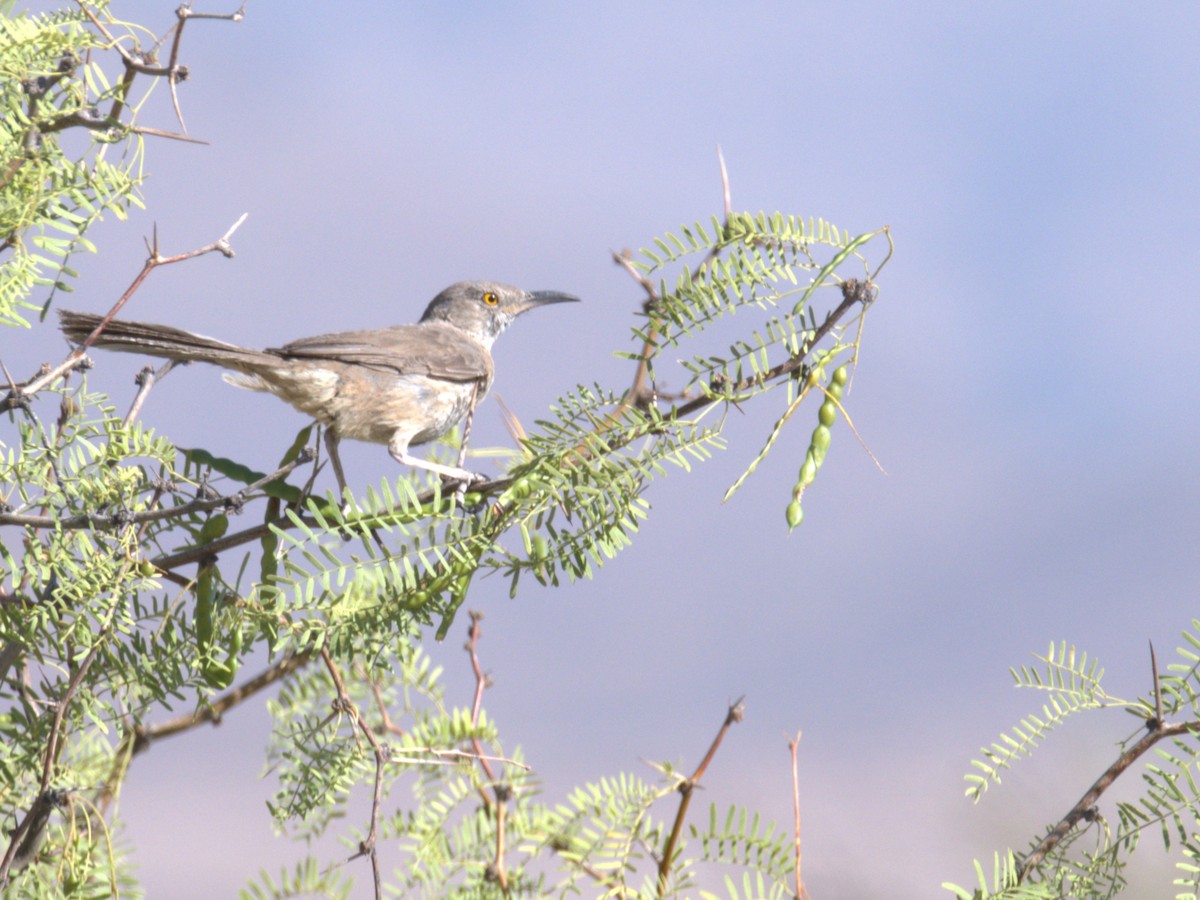 Bendire's Thrasher - ML638073769